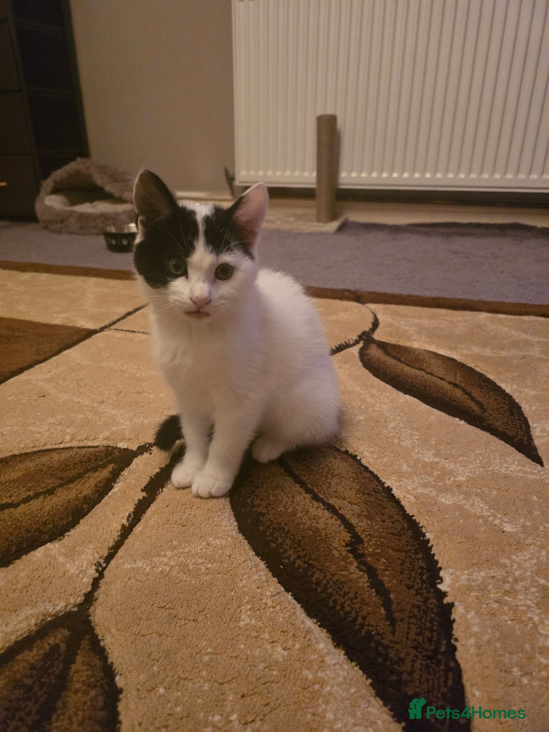 Domestic Shorthair cats for sale: Black and white Kitten come with  ** s  - Image 9