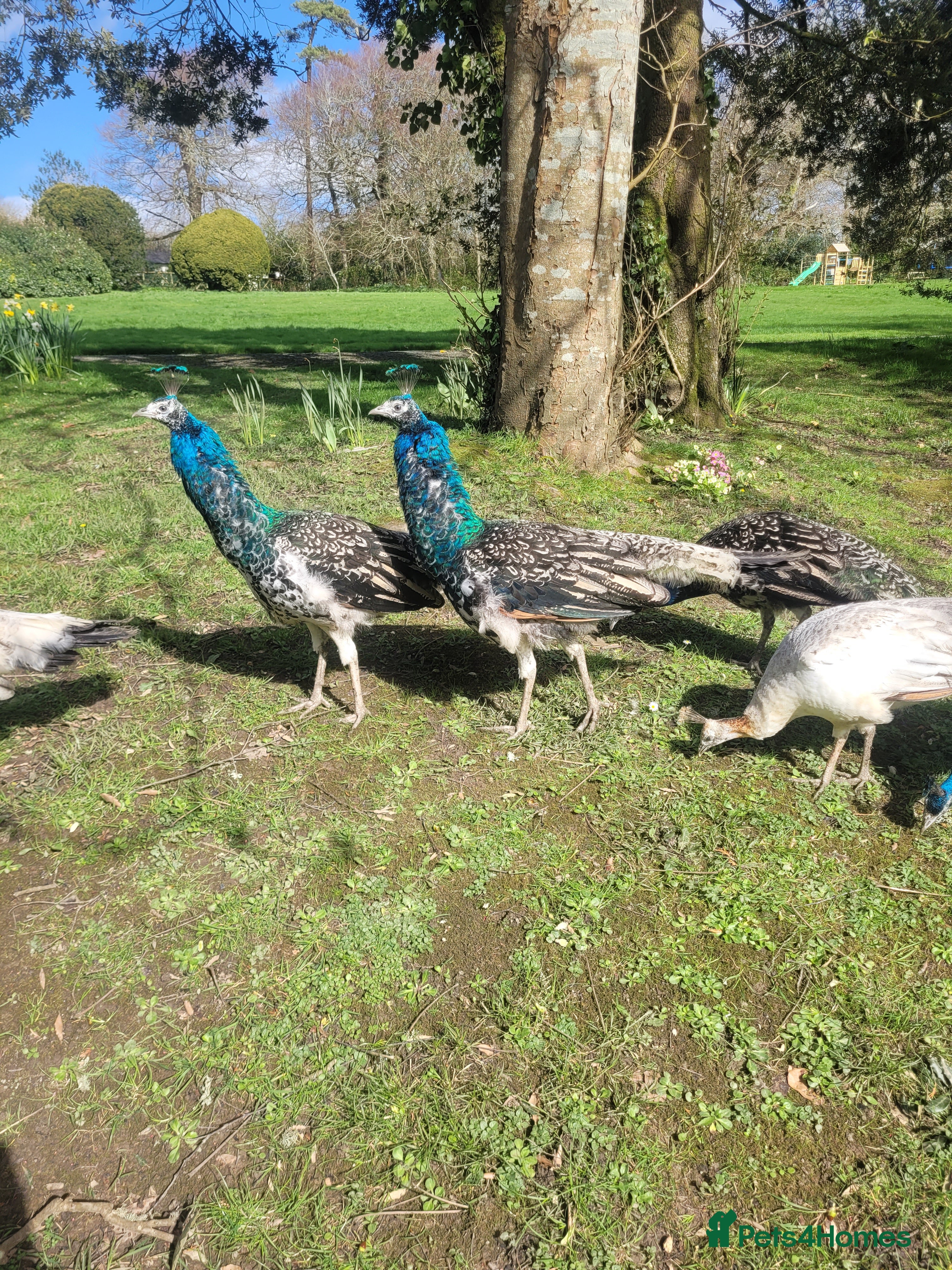 Peafowl poultry Mother and 5 Chicks - Advert 2