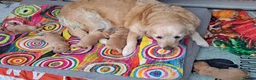 Golden Retriever dogs for sale: Golden Retriever Puppies looking for new homes in Ascot - Advert 7