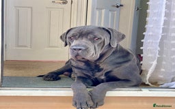Cane Corso dogs for sale: Urgent! Stunning boy looking for a new home! - Image 12