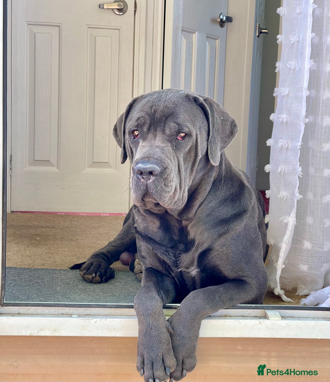Cane Corso dogs for sale: Urgent! Stunning boy looking for a new home! - Image 12