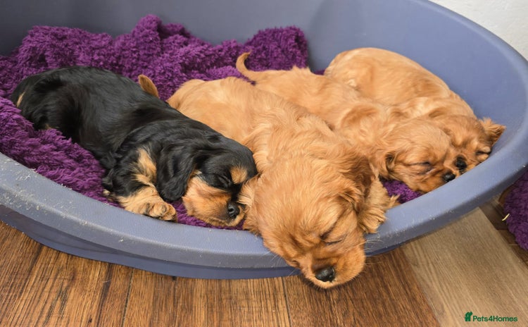 Cavalier King Charles Spaniel dogs - Advert 11
