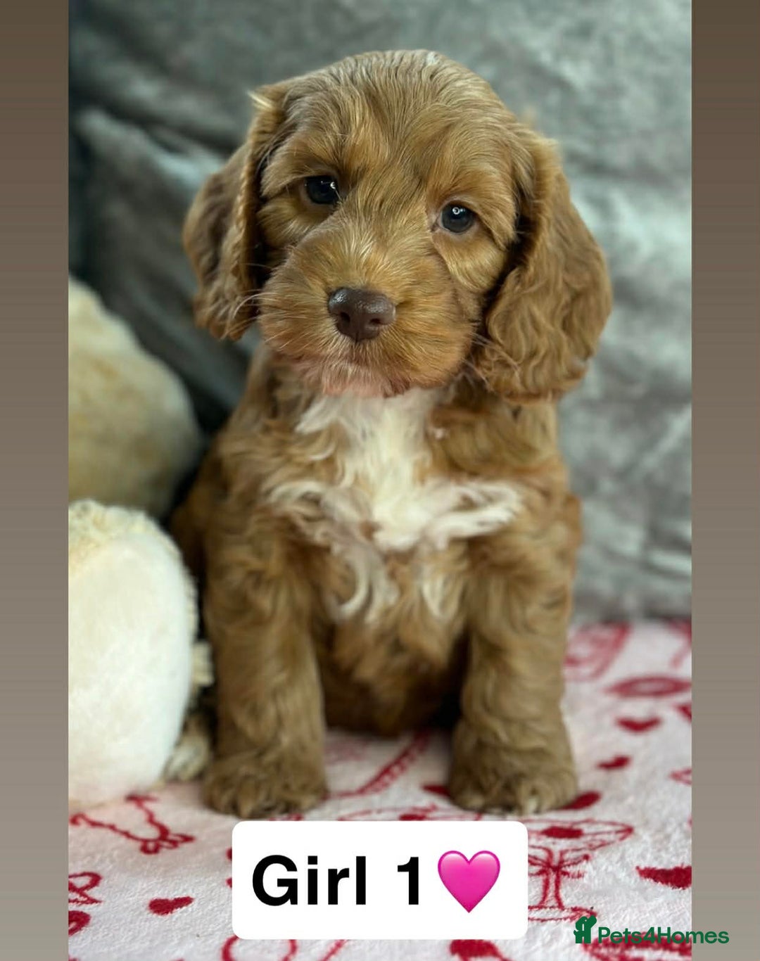 Cockapoo dogs for sale: Stunning PRA/PRCD Cockerpoo Pups - Advert 5