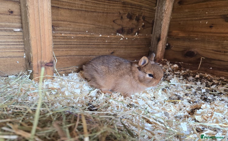 Netherland Dwarf rabbits - Advert 2