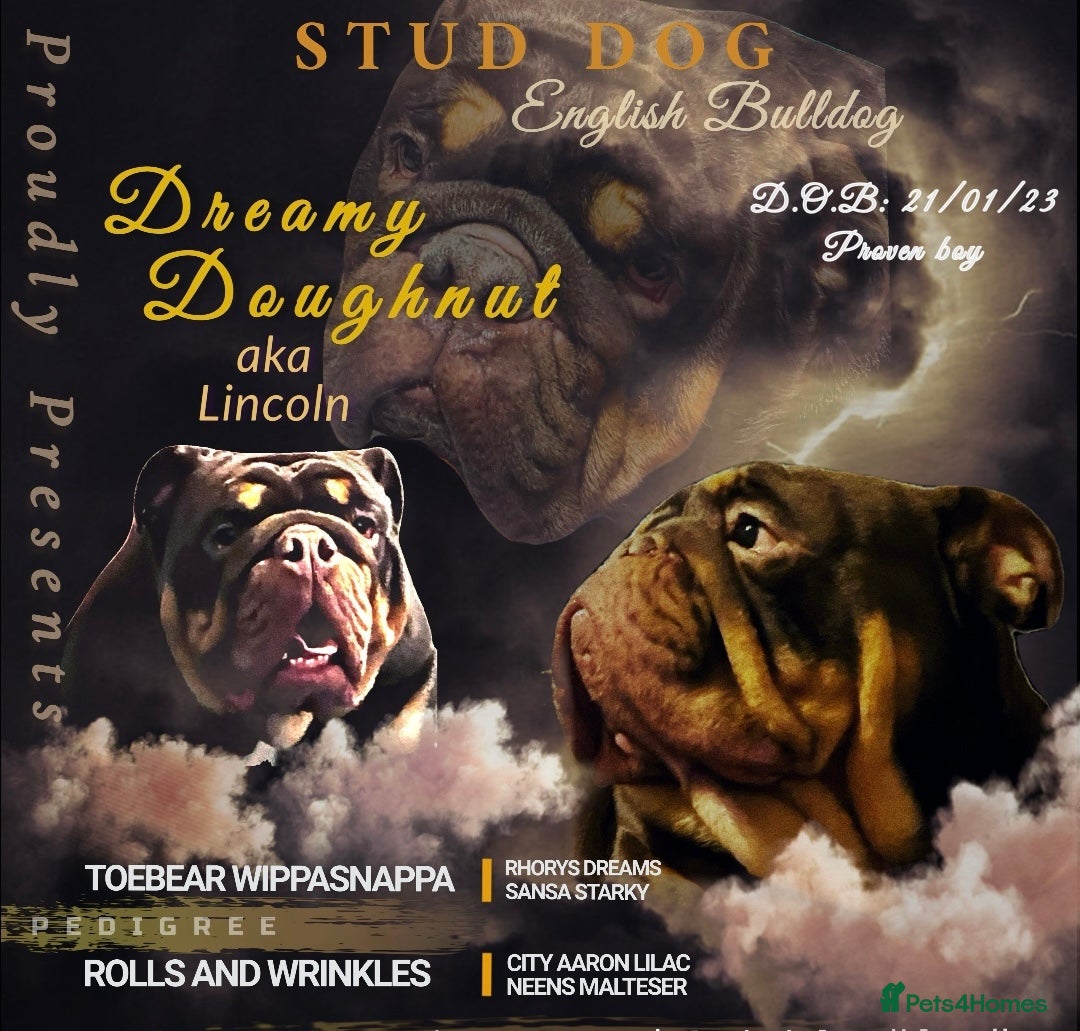 English Bulldog dogs for sale: English Bulldog Pair for Breeding - Image 8