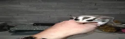 Sugar Glider rodents for sale: Stunning sugar gliders  - Advert 14
