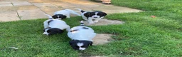 English Springer Spaniel dogs for sale: 4 gorgeous Springer Spaniel pups in Petersfield - Advert 6