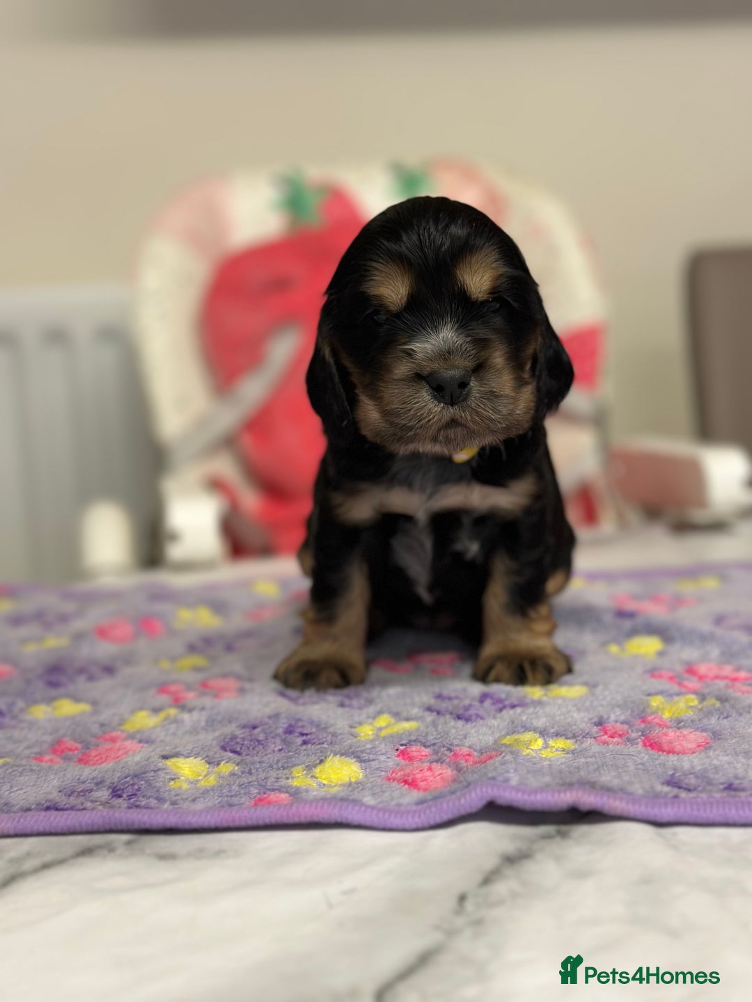 Cocker Spaniel dogs for sale: Health tested clear tan point show cocker puppies - Image 4