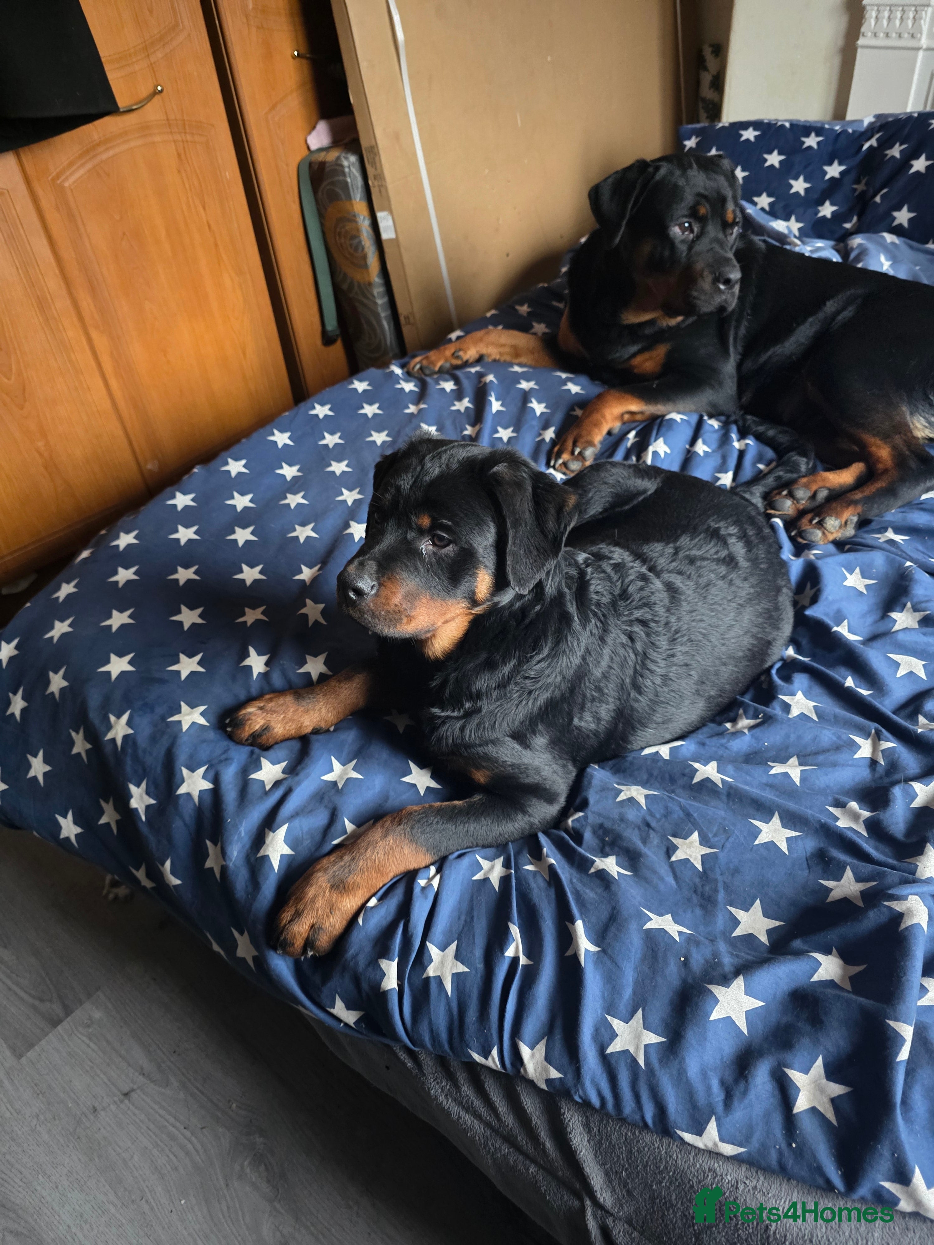 Rottweiler dogs Puppy girl Nala - Advert 8