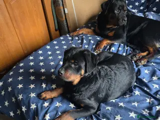 Rottweiler dogs Puppy girl Nala - Advert 8