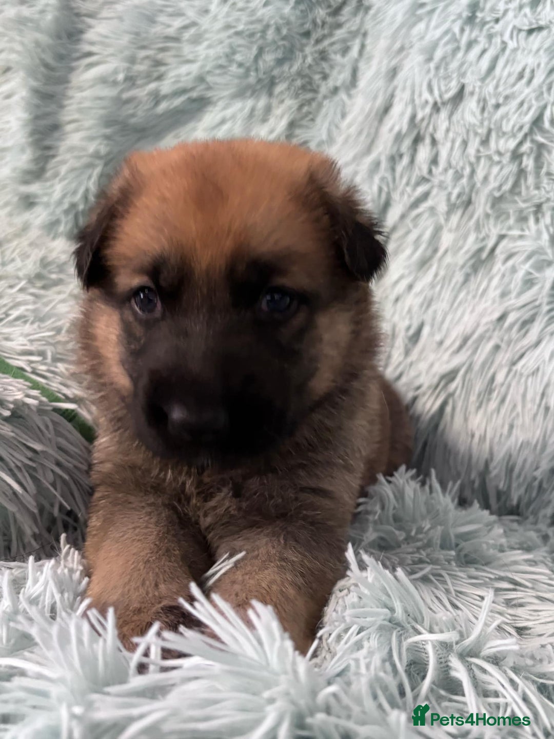 German Shepherd dogs for sale: German Shepard KC Reg Puppies in Scunthorpe - Image 11