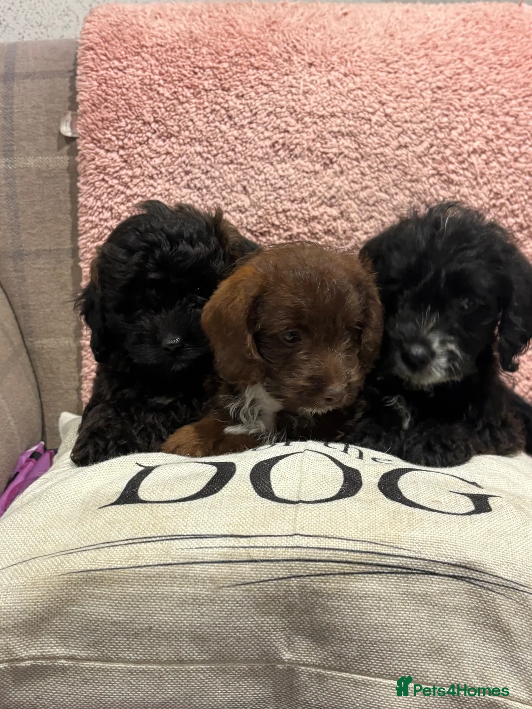 Cockapoo dogs for sale: 3 Gorgeous Boys in Merthyr Tydfil - Advert 1