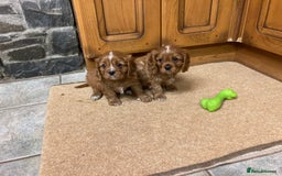 Cavalier King Charles Spaniel dogs for sale: KC ruby pups from health tested parents - Image 7