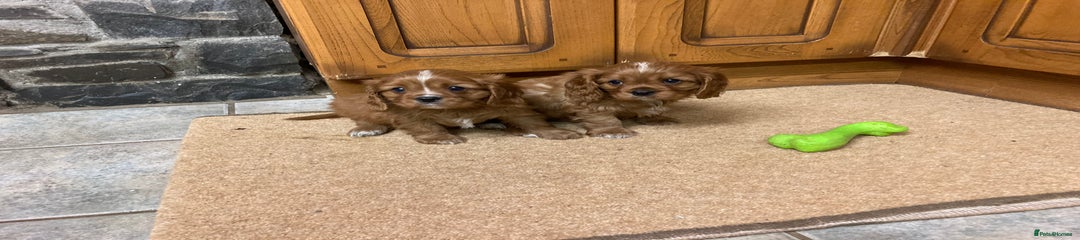 Cavalier King Charles Spaniel Puppy 3