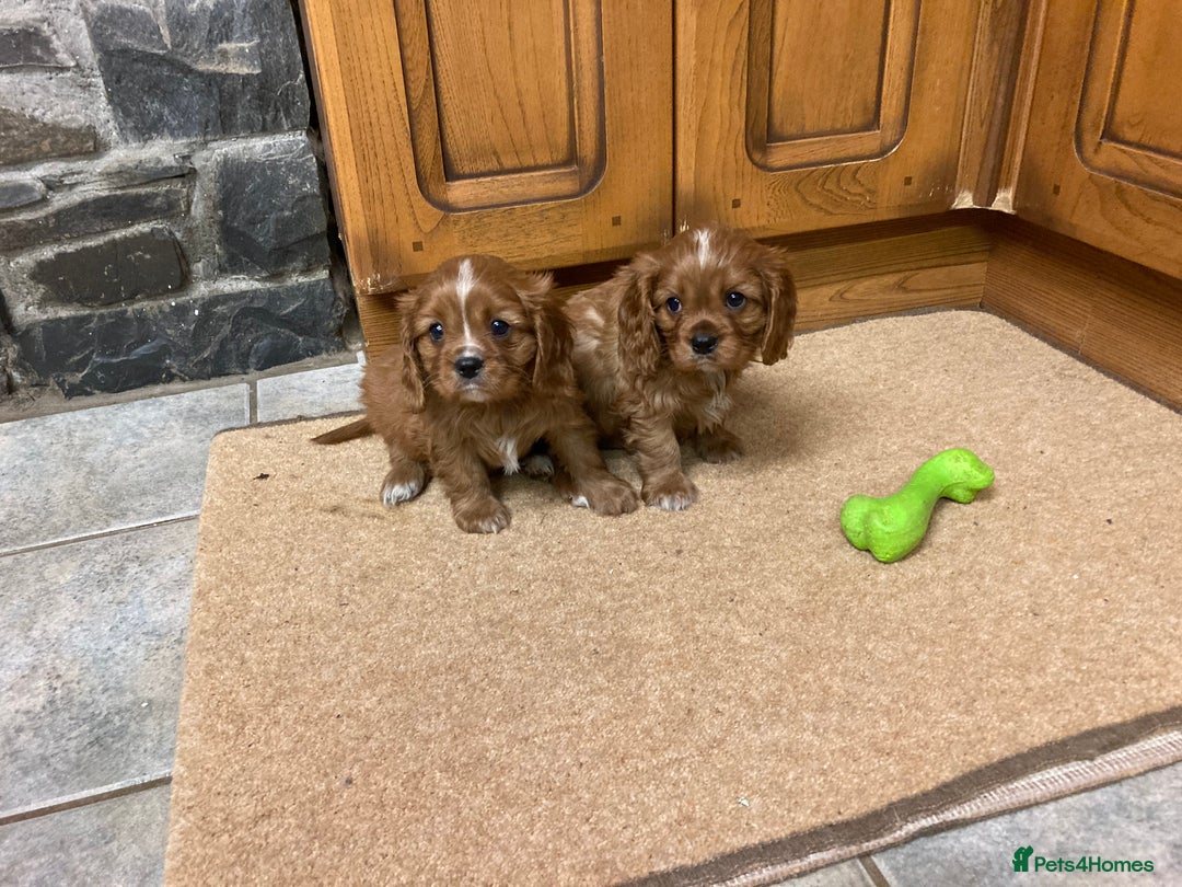 Cavalier King Charles Spaniel dogs for sale: KC ruby pups from health tested parents - Image 7