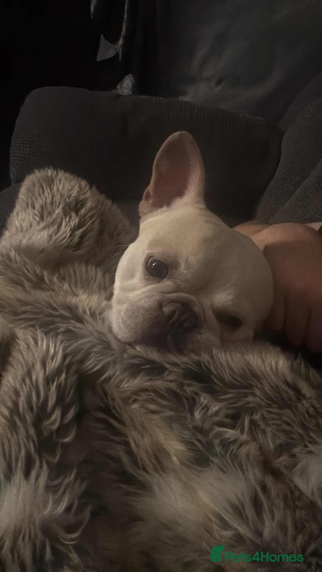 French Bulldog dogs for stud: French bulldog for STUD - Advert 6