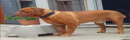 Dogue De Bordeaux dogs for stud: Big Dougie for Stud - Advert 2
