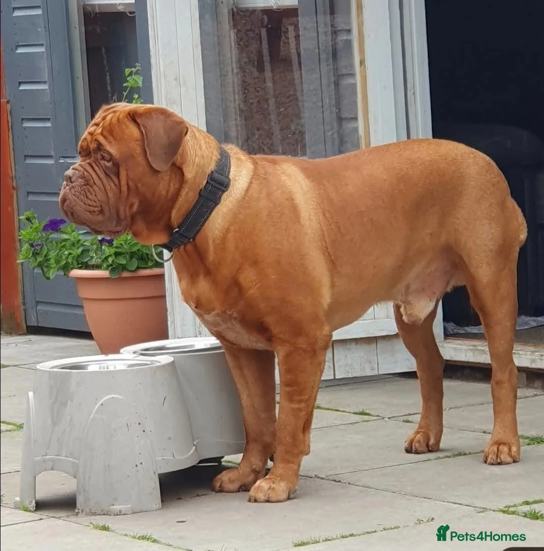 Dogue De Bordeaux dogs for stud: Big Dougie for Stud - Advert 2