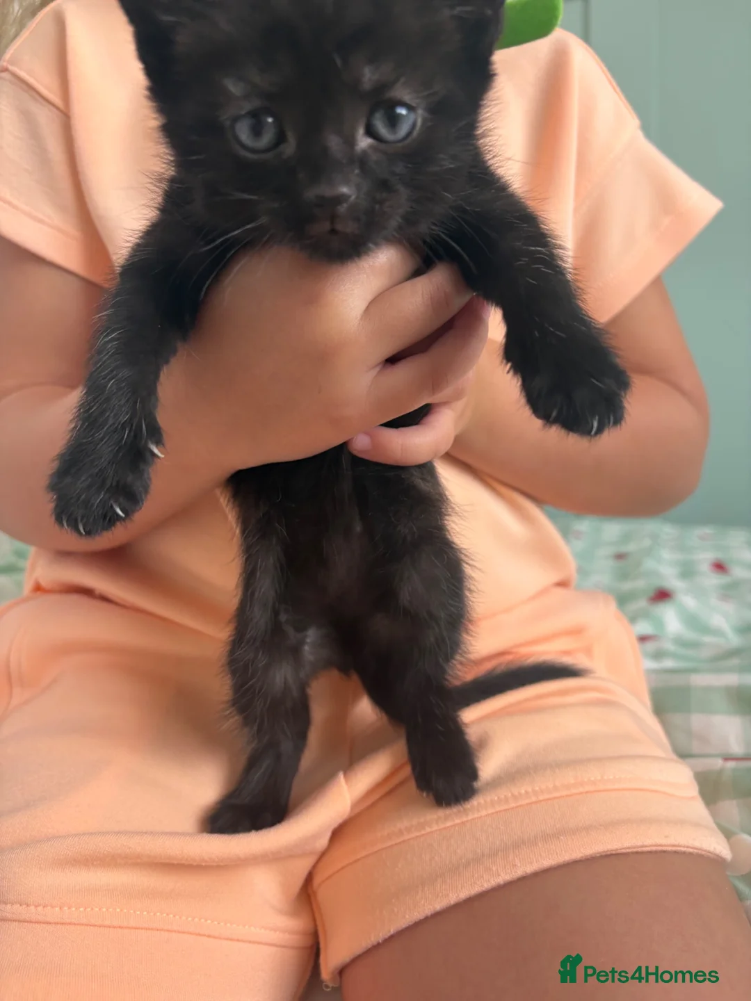Mixed Breed cats for sale: 1 male kitten left  in Melksham - Advert 9