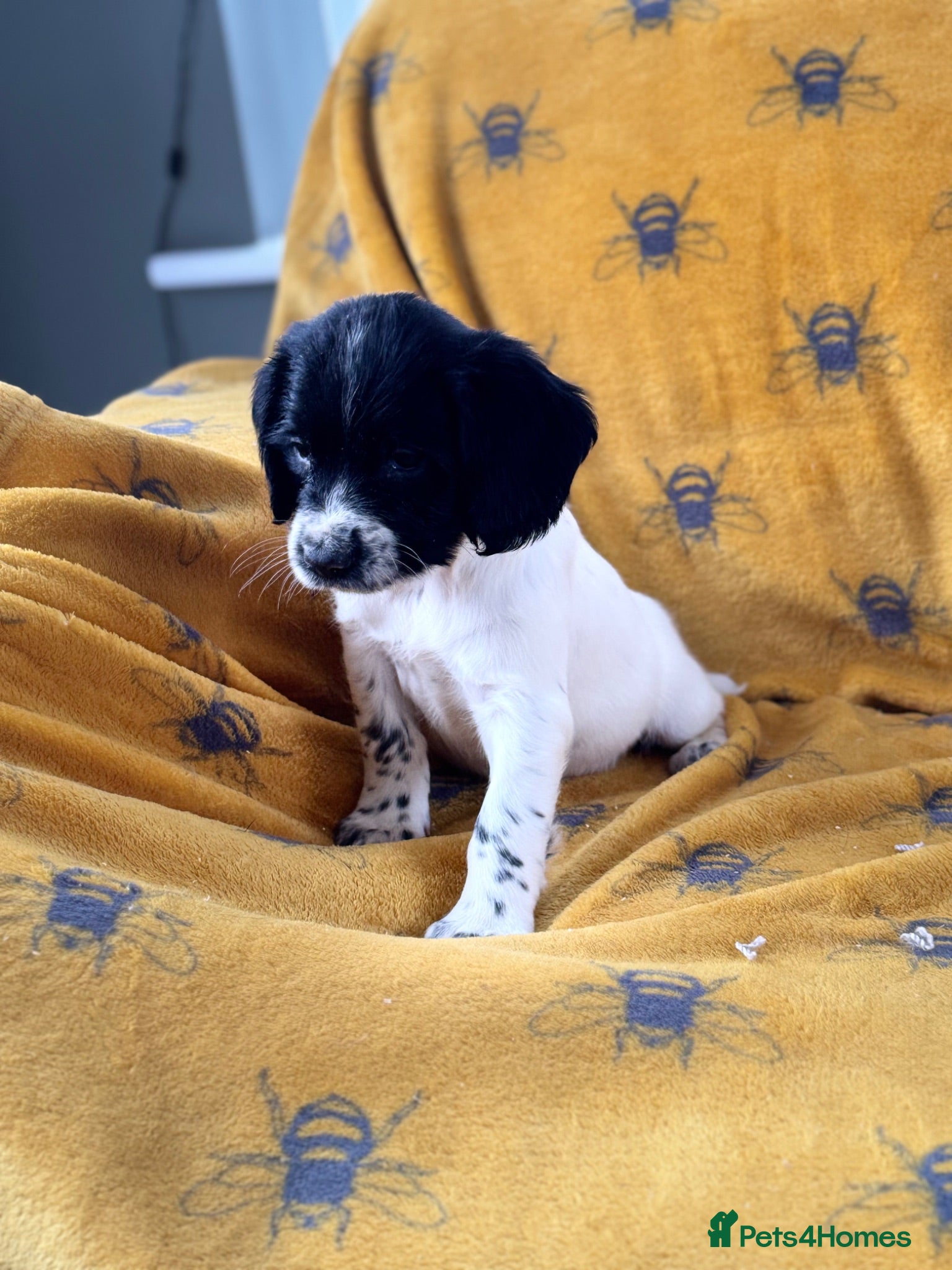 English Springer Spaniel dogs ENGLISH SPRINGER SPANIEL PUPS  - Advert 2