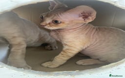 Devon Rex cats for sale: Devon - Image 5