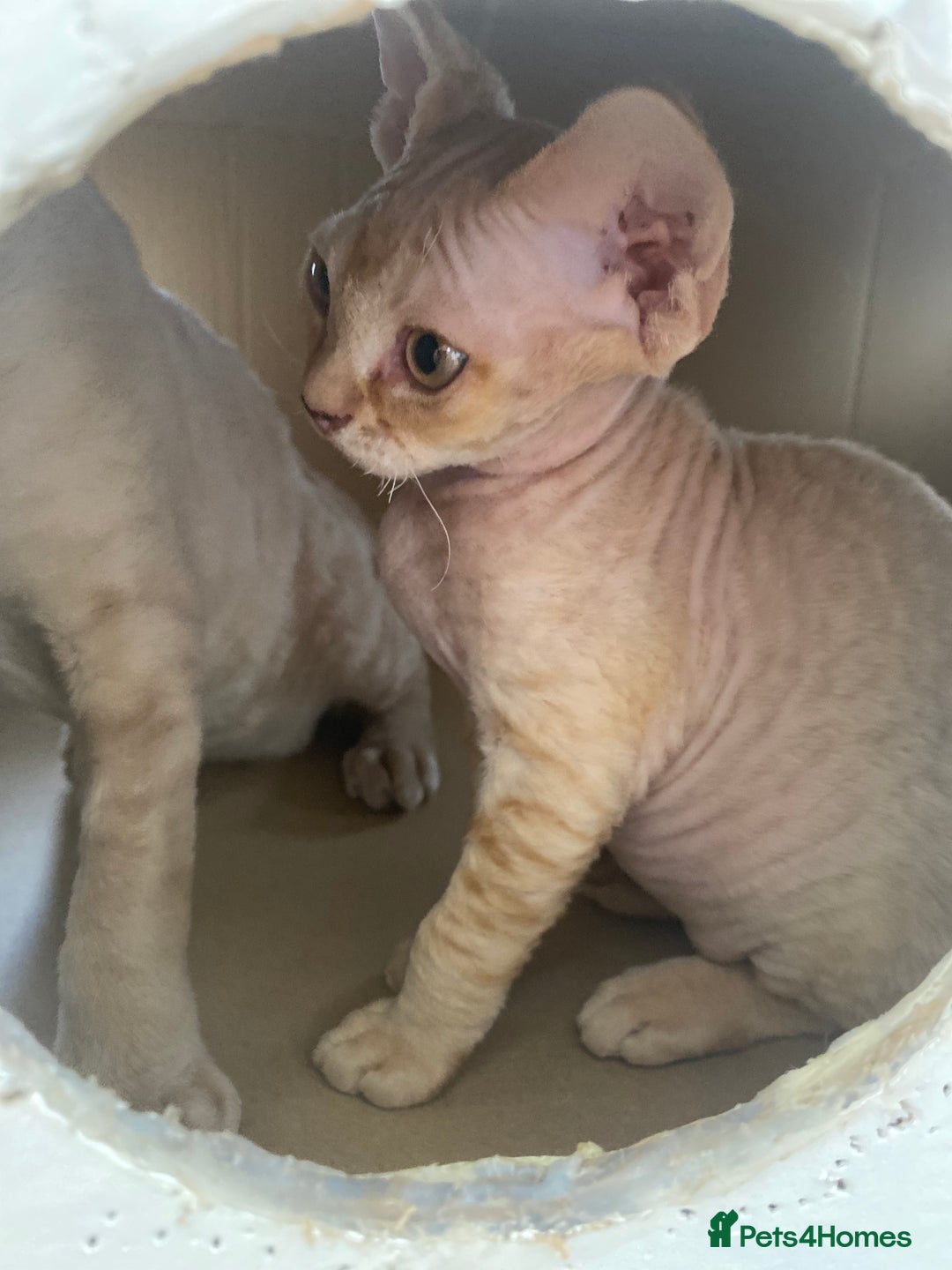 Devon Rex cats for sale: Devon - Image 5