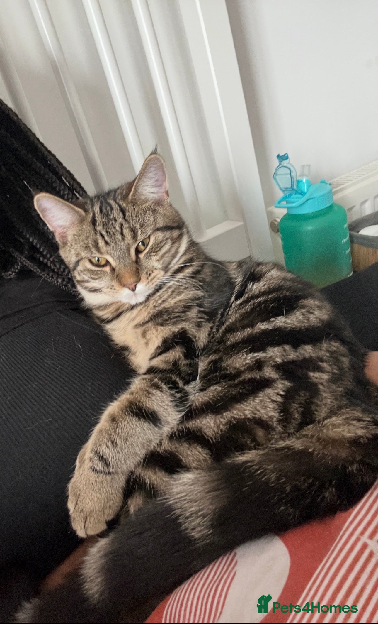 Mixed Breed cats 1/4 Maine Coon Kittens - Tabby & Black - Advert 1