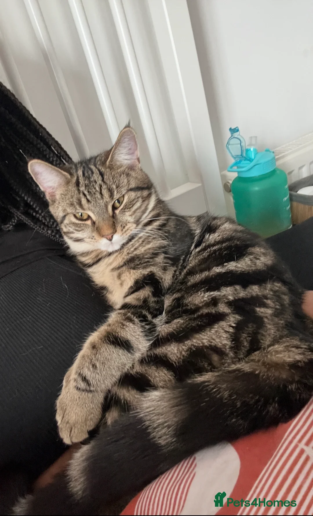 Mixed Breed cats for sale: 1/4 Maine Coon Kittens - Tabby & Black - Advert 2