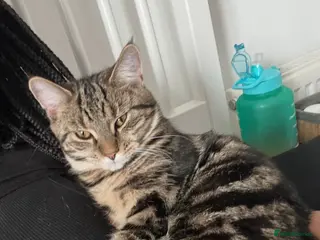 Mixed Breed cats 1/4 Maine Coon Kittens - Tabby & Black - Advert 1