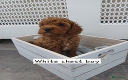 Cockapoo dogs for sale: 3 beautiful cockapoo boys - Image 2