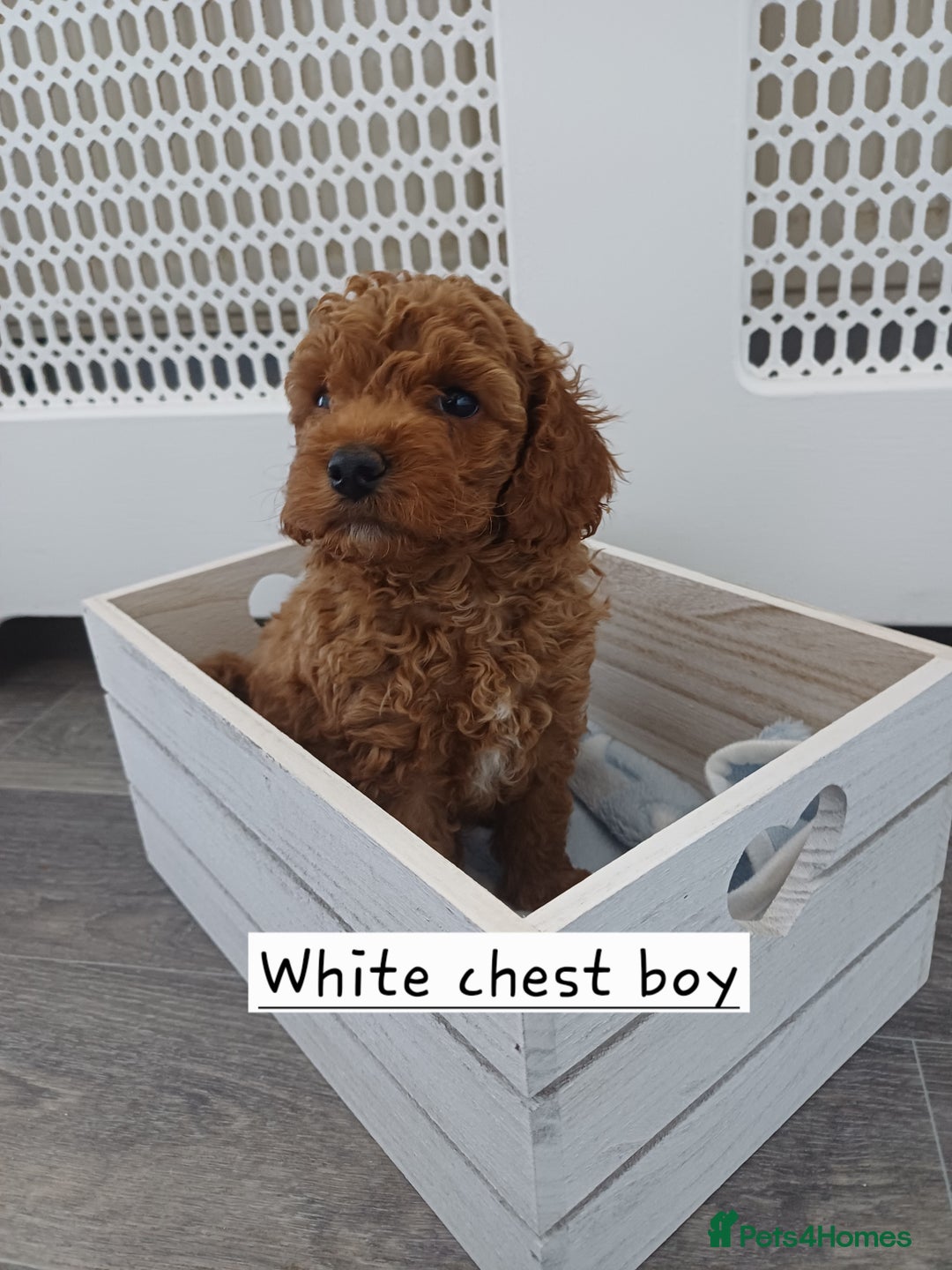 Cockapoo dogs for sale: 3 beautiful cockapoo boys - Image 2