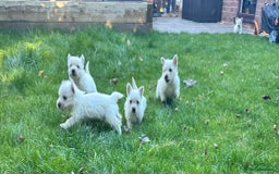 West Highland Terrier dogs for sale: West highland terrier puppies - Image 18