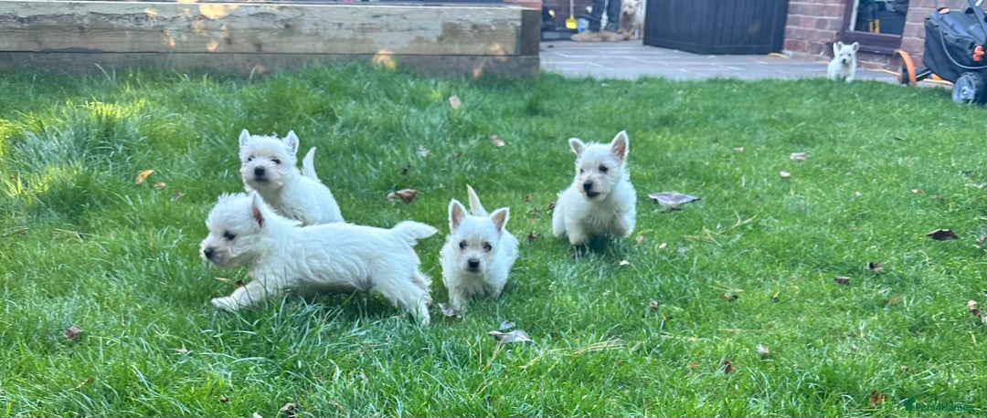 West Highland Terrier dogs for sale: West highland terrier puppies - Image 18