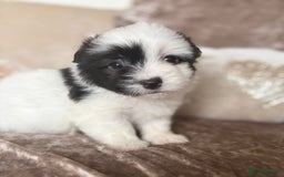 Coton De Tulear dogs for sale: Coton de Tulear puppies  - Image 18