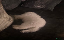 Maltese dogs for sale: Beautiful Maltese x Bichon frise girl 3 months old - Image 4