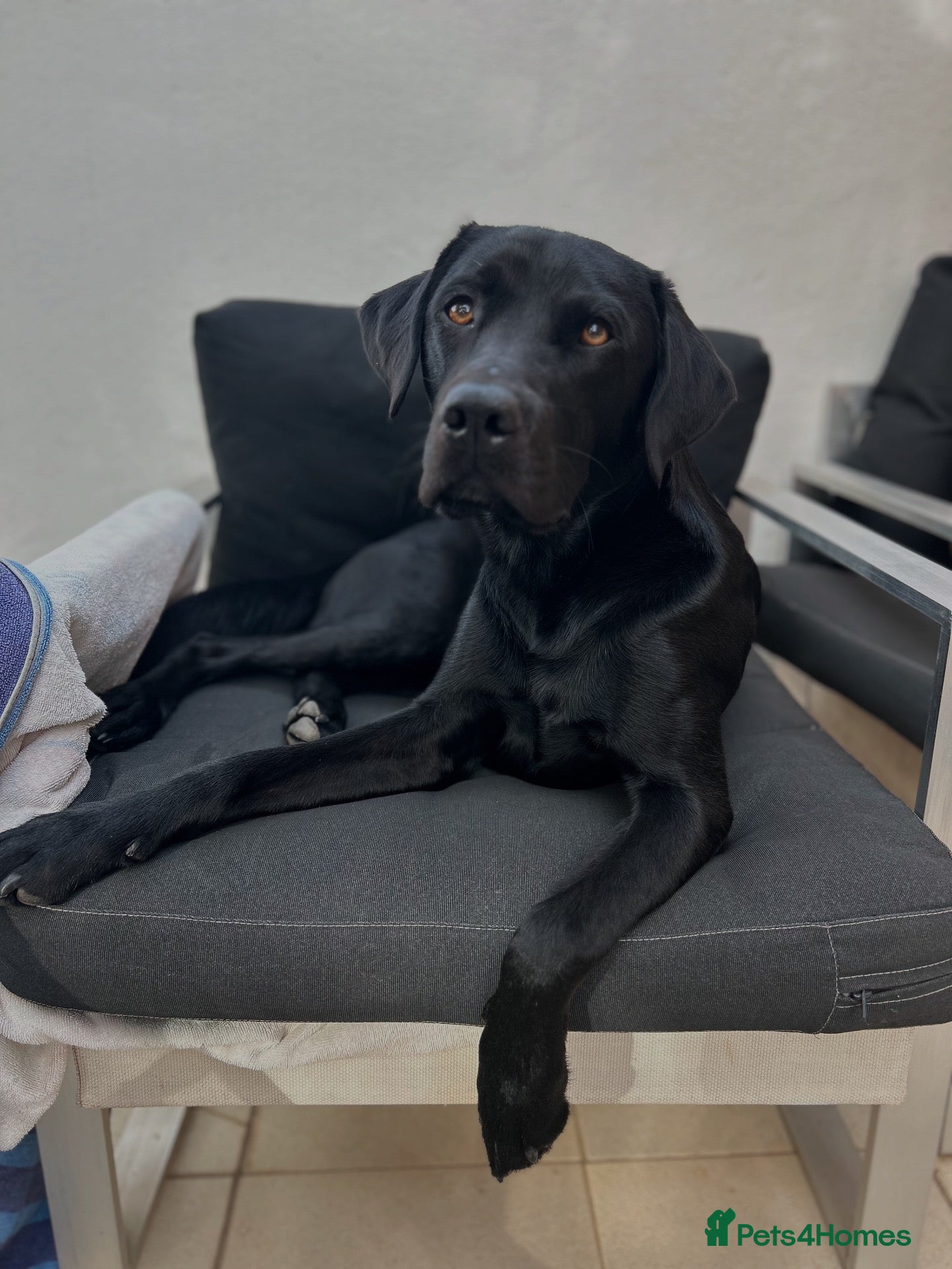 Labrador Retriever dogs KC Black Labrador available for Stud - Advert 1