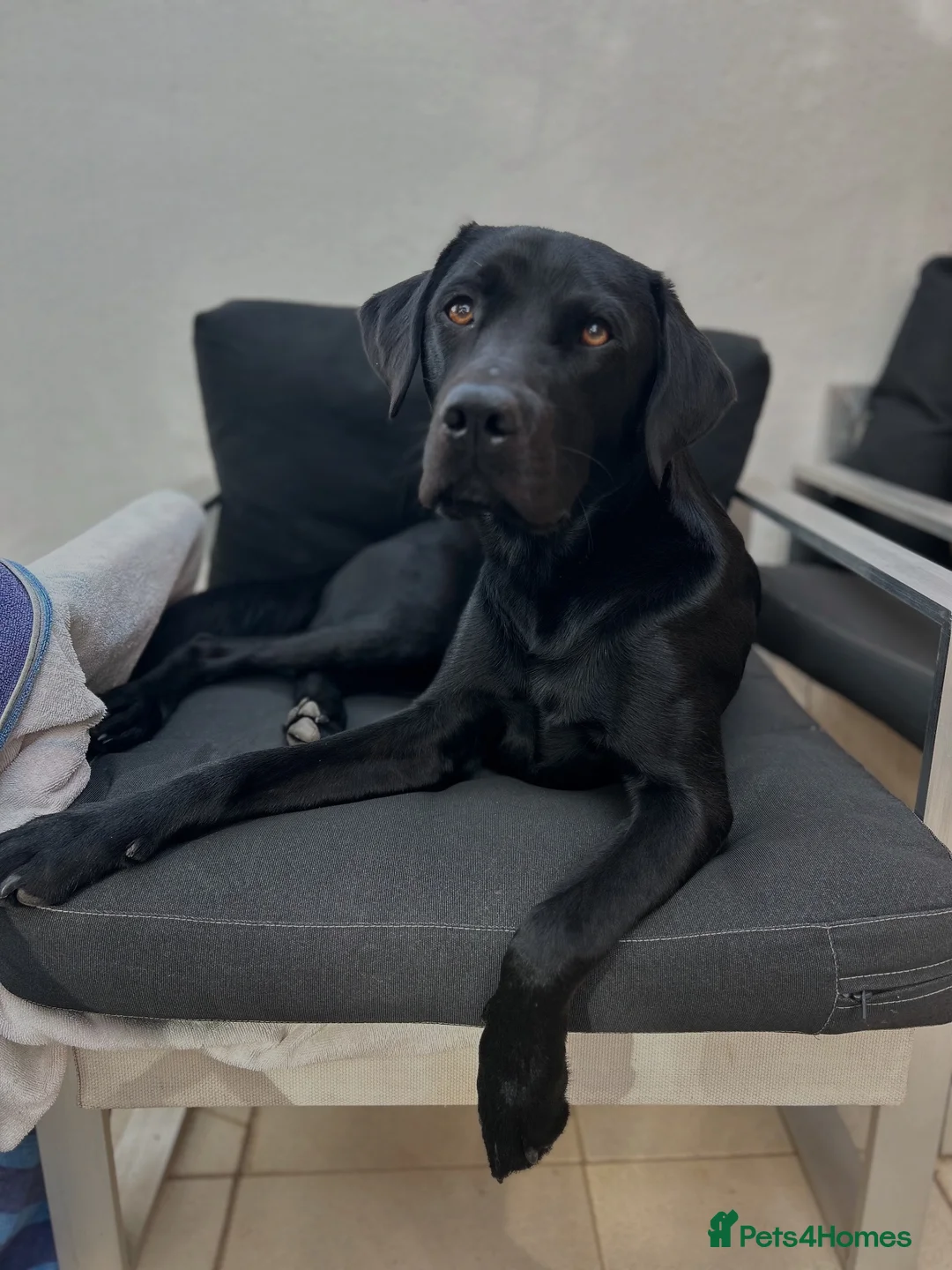 Labrador Retriever dogs for stud: KC Black Labrador available for Stud - Advert 1