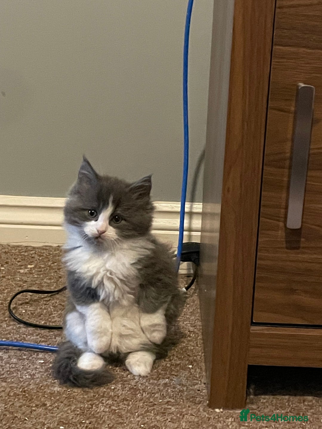 Ragdoll cats for sale: 4 maincoon x ragdoll kittens - Advert 26