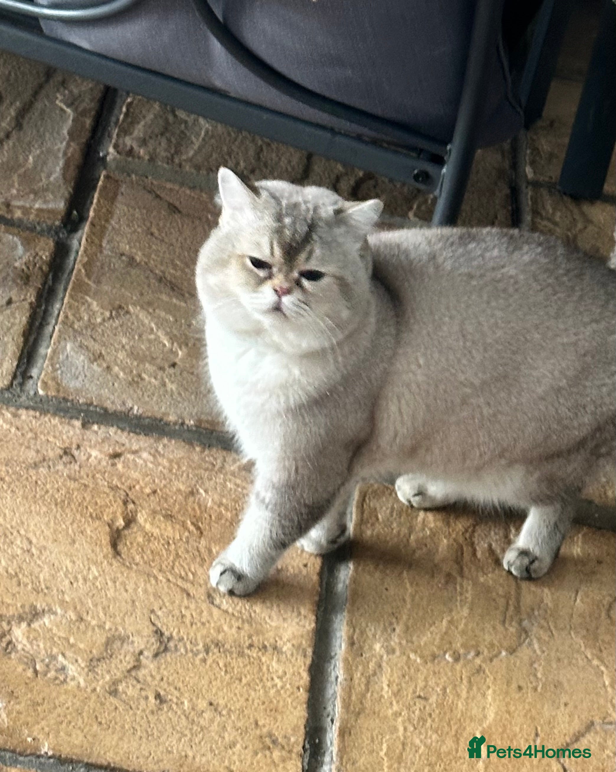 British Shorthair cats Teddy  - Advert 2