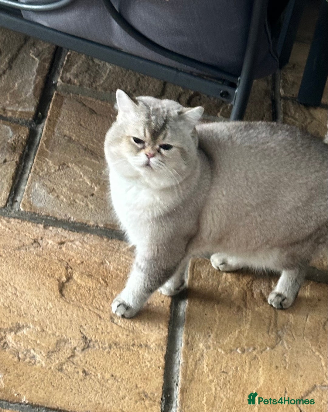 British Shorthair cats for stud: Teddy  - Advert 1