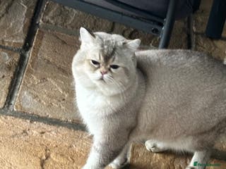 British Shorthair cats Teddy - Advert 11