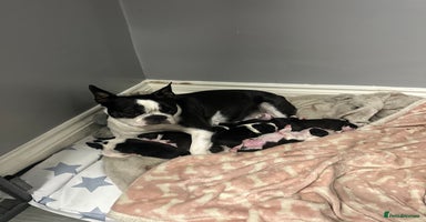Boston Terrier dogs - Advert 2