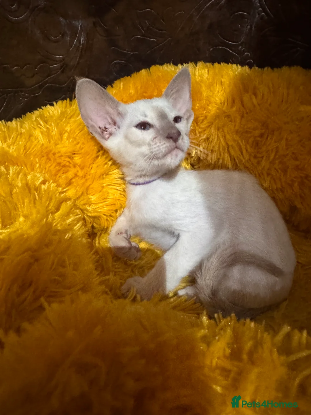 Siamese cats for sale: 6 stunning Siamese kittens available  - Advert 2