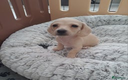 Dachshund dogs for sale: Miniature dachshund girls, cream & black and cream - Image 17