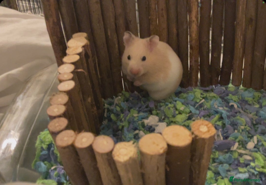 Hamster rodents for sale: Beautiful Female Syrian Hamster - Advert 1