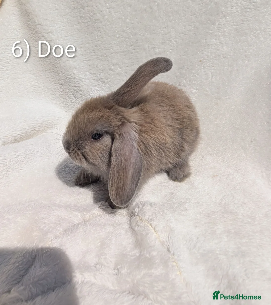 Mini Lop rabbits for sale: Stunning Mini Lop Babies  - Advert 6