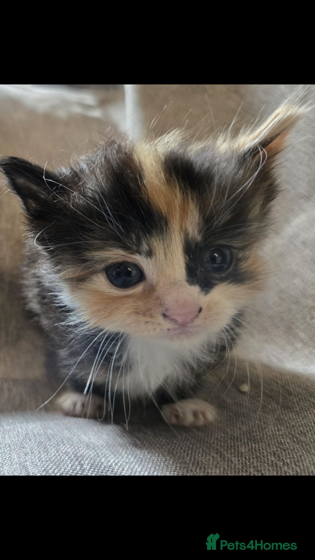 Maine Coon cats for sale: Beautiful supper fluffy mainecoon cross kittens - Image 4