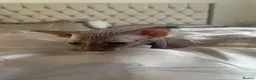 Mixed Breed cats for sale: Oriental x sphynx - Advert 15