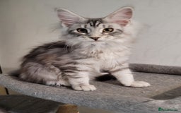 Maine Coon cats for sale: Tica registered maine coon kittens  in Ipswich - Image 7