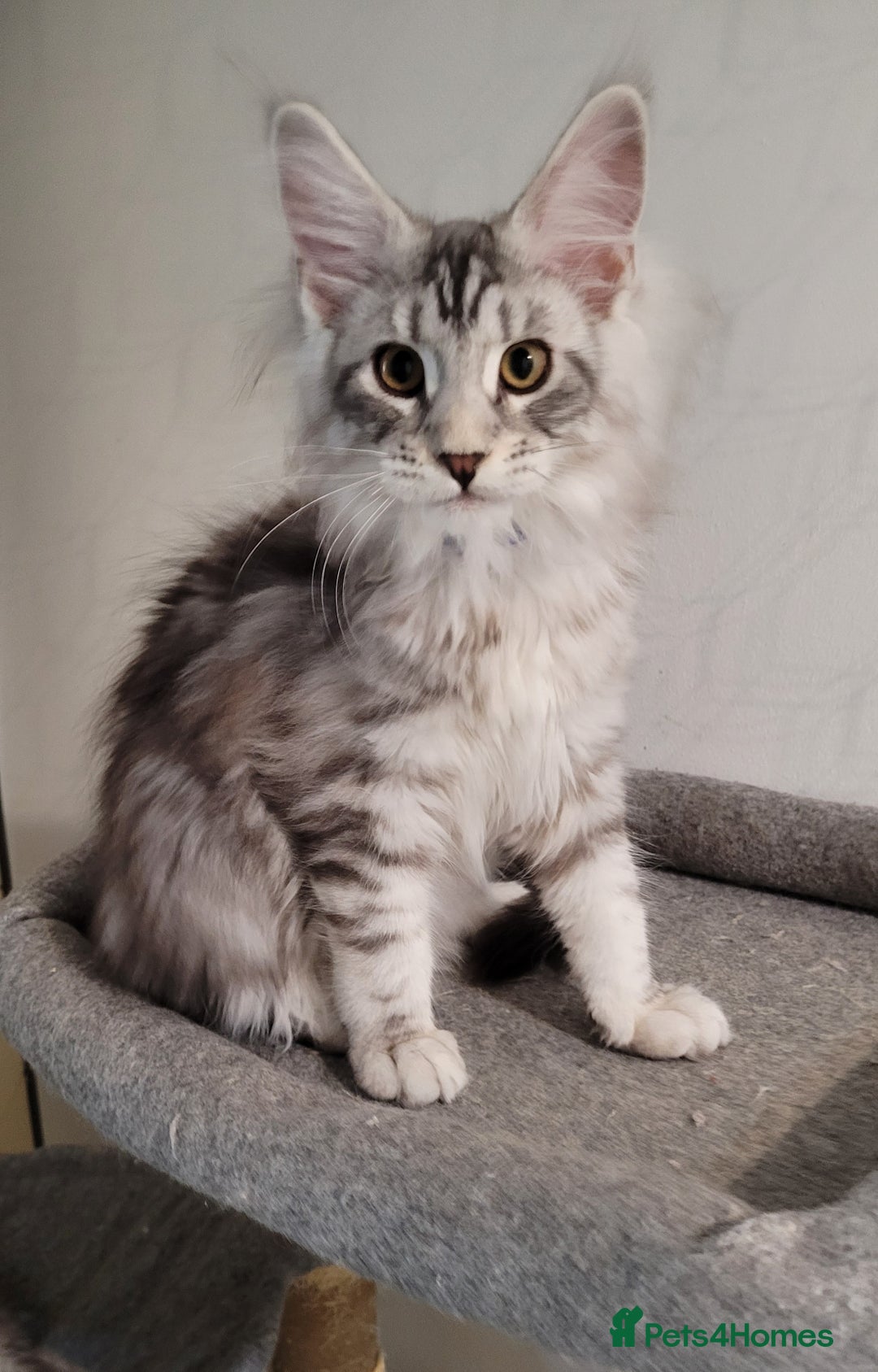 Maine Coon cats for sale: Tica registered maine coon kittens  in Ipswich - Image 7